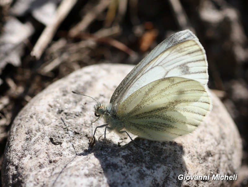 Parco del Ticino: 26.3.16